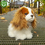Istuva kingcharlesinspanieli 25 cm