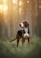 Suomenajokoira palapeli