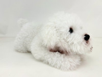 Bichon Frise pehmo 30cm