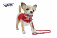 Chihuahua punaisella vaatteella