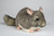 Makaava chinchilla pehmo