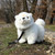 Chow Chow pehmo