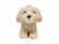 Pieni cockapoo koira