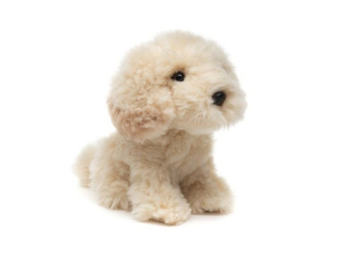Pieni cockapoo koira