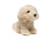 Pieni cockapoo koira