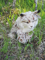 Ilves pehmoeläin 30 cm