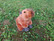 Capybara premium- sarjaa 25cm