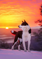 Karjalankarhukoira palapeli