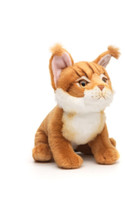 Maine coon kissanpentu oranssi