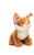 Maine coon kissanpentu oranssi