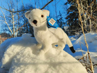 Valkoinen kärppä