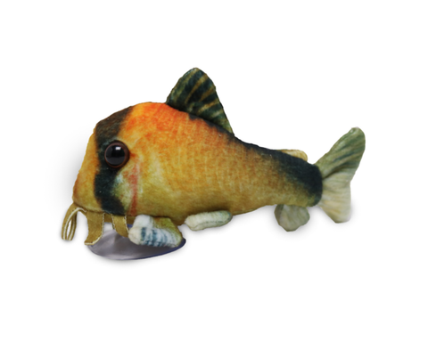 Pieni Metae Corydoras pehmokala