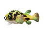 Puffer fish pehmokala