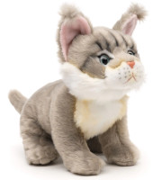 Maine coon kissanpentu harmaa