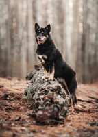 Lapinporokoira palapeli