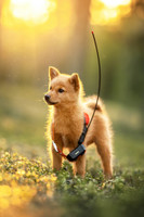 Suomenpystykoira palapeli