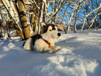 Iso husky
