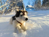 Iso husky