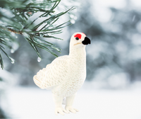 Riekko talviasussa pehmo