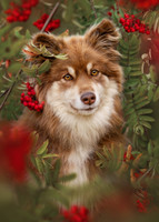 Suomenlapinkoira palapeli