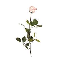 Rose with stem, Nude