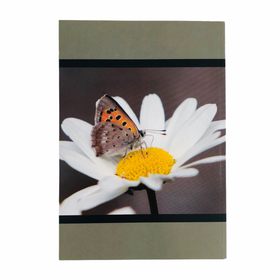 Seppo Kontiokari: Vaasan perhoset