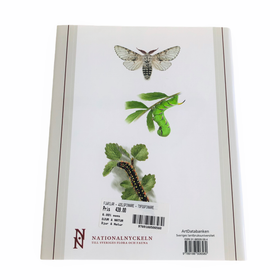 Nationalnyckeln, Fjärilar: Ådelspinnare - tofsspinnare, Lasiocampidae - Lymantriidae