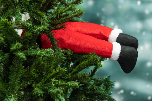 Joulukoriste, pukin jalat
