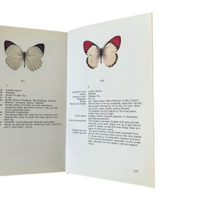 The World of Butterflies