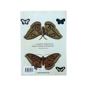 Albertus Seba: Butterflies