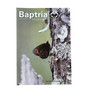 Lehti, Baptria 2007 nro 3