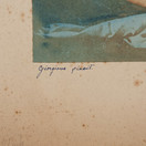 Sigurd Wettenhovi-Aspan signeeraamia vanhoja kuvia 3kpl
