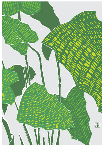 Calathea musaica