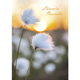 33. Tupasvilla-aurinko