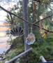 Merenhelmi-korvakorut