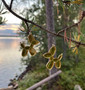 Ilmapallo-korvakorut