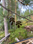 Lehvä-korvakorut (ruskea)