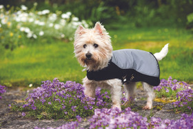 Rambo Sport Series heijastava koiranloimi