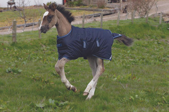 Amigo Foal Rug maitovarsan loimi