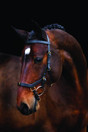 Rambo Micklem Multibridle