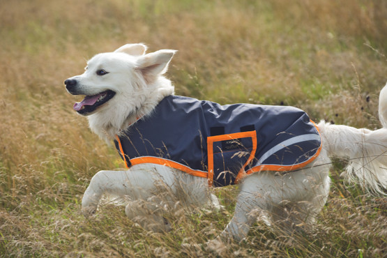 Amigo dog rug sadeloimi
