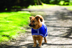 Amigo dog rug sadeloimi