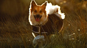 Horseware for dogs