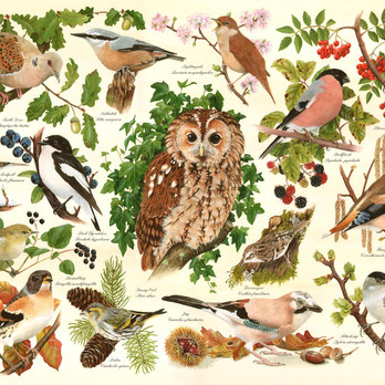 House of Puzzles Woodland Birds BIG palapeli 500 xxl palaa