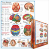 Eurographics The Brain palapeli 1000 palaa