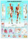 Eurographics Human Body palapeli  1000 palaa