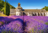 Castorland Lavender Field In Provence,France palapeli 1000 palaa