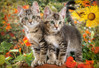 Castorland Kitten buddies palapeli 1500 palaa