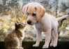 Bluebirds Kitten and Puppy palapeli 500 palaa