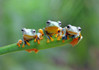 Bluebird Friendly Frogs -palapeli 500 palaa